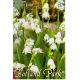Leucojum aestivum - Giant