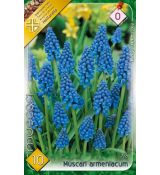 Muscari armeniacum