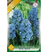 Muscari Armeniacum - Blue Spike