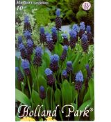 Muscari latifolium