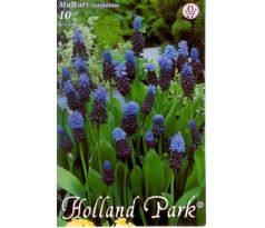 Muscari latifolium
