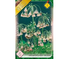 Nectaroscordum siculum