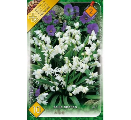Scilla siberica Alba