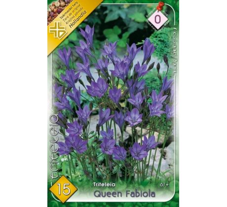 Triteleia Queen Fabiola / 15ks v balení