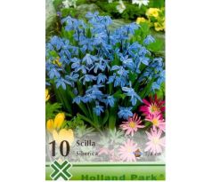 Scilla siberica