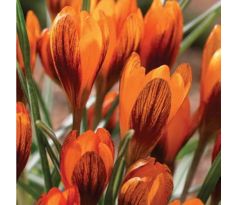 Crocus olivieri Orange Monarch