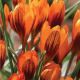 Crocus olivieri Orange Monarch