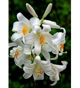 Lilium Candidum