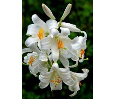 Lilium Candidum