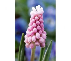 Muscari - Pink Sunrise