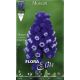 Muscari armeniacum - Dark Eyes