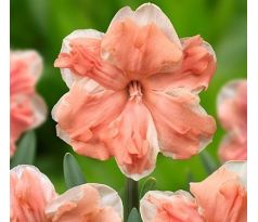 Narcissus - Apricot Whirl