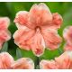 Narcissus - Apricot Whirl