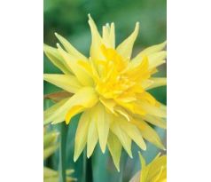 Narcissus - Rip van Winkle