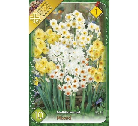 Narcissus multiflowered mixed