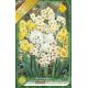 Narcissus multiflowered mixed