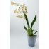 Obal na orchideu OLA priesvitná sklo