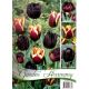 Tulipány BLACK