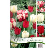 Tulipány RED-WHITE