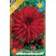 Dahlia Cactus - Berger´s Record