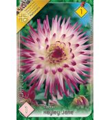 Dahlia Cactus - Hayley Jane