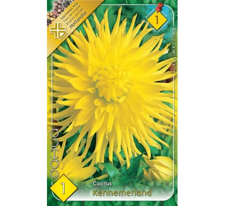 Dahlia Cactus - Kennemerland