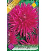 Dahlia Cactus - Purple Gem