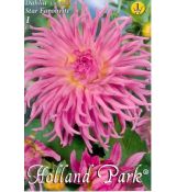 Dahlia Cactus - Star Favourite