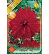 Dahlia - Babylon Red