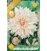 Dahlia - Cafe au Lait