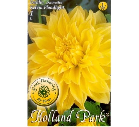 Dahlia - Kelvin Floodlight