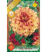 Dahlia - Lady Darlene