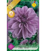 Dahlia - Lilac Time