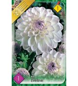 Dahlia Ball - Eveline