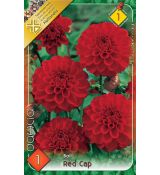 Dahlia Ball - Red Cap