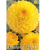 Dahlia Ball - Golden Torch