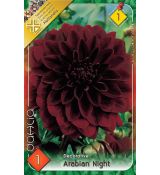 Dahlia Decorative - Arabien Night