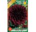 Dahlia Decorative - Arabien Night