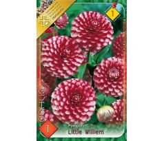 Dahlia Pompon - Little Williem