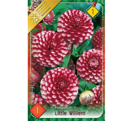 Dahlia Pompon - Little Williem