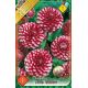 Dahlia Pompon - Little Williem