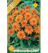 Dahlia Border - Autumn Fairy