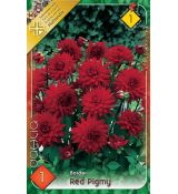 Dahlia Border - Red Pigmy