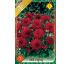 Dahlia Border - Red Pigmy