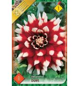 Dahlia Decorative - Duet