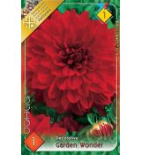 Dahlia Decorative - Garden Wonder