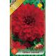 Dahlia Decorative - Garden Wonder