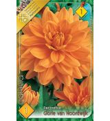 Dahlia Decorative - Glorie van Noordwijk