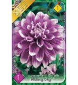 Dahlia Decorative - Mistery Day