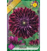 Dahlia Decorative - Osirium